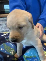  Boy 2, a male Labrador Retriever for sale in Unity, WI – 1 of 5
