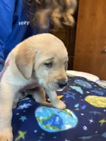  Boy 2, a male Labrador Retriever for sale in Unity, WI – 2 of 5