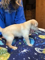 Female 1, a female Labrador Retriever for sale in Unity, WI – 2 of 6
