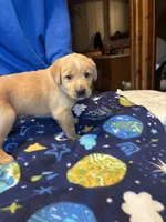 Boy 1, a male Labrador Retriever for sale in Unity, WI – 4 of 4