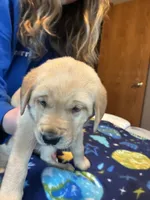  Boy 2, a male Labrador Retriever for sale in Unity, WI – 4 of 5