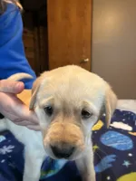 Female 1, a female Labrador Retriever for sale in Unity, WI – 5 of 6