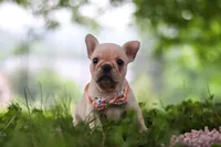Sophie, a female French Bulldog for sale in Millersburg, OH – 4 of 10
