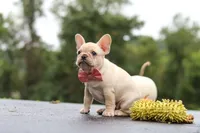 Shiloh, a female French Bulldog for sale in Millersburg, OH – 9 of 10