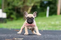 Callie, a female French Bulldog for sale in Millersburg, OH – 4 of 10