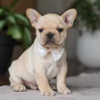 Archie, a male French Bulldog for sale in Millersburg, OH – Photo 6 of 9
