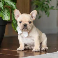 Archie, a male French Bulldog for sale in Millersburg, OH – Photo 8 of 9