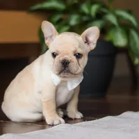 Archie, a male French Bulldog for sale in Millersburg, OH – Photo 4 of 9