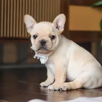 Archie, a male French Bulldog for sale in Millersburg, OH – Photo 9 of 9