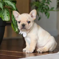 Archie, a male French Bulldog for sale in Millersburg, OH – Photo 1 of 9