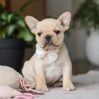 Archie, a male French Bulldog for sale in Millersburg, OH – Photo 2 of 9