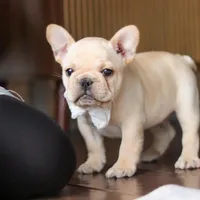 Archie, a male French Bulldog for sale in Millersburg, OH – Photo 5 of 9