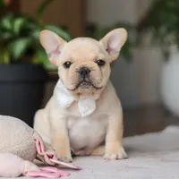 Archie, a male French Bulldog for sale in Millersburg, OH – Photo 3 of 9