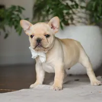 Archie, a male French Bulldog for sale in Millersburg, OH – Photo 7 of 9