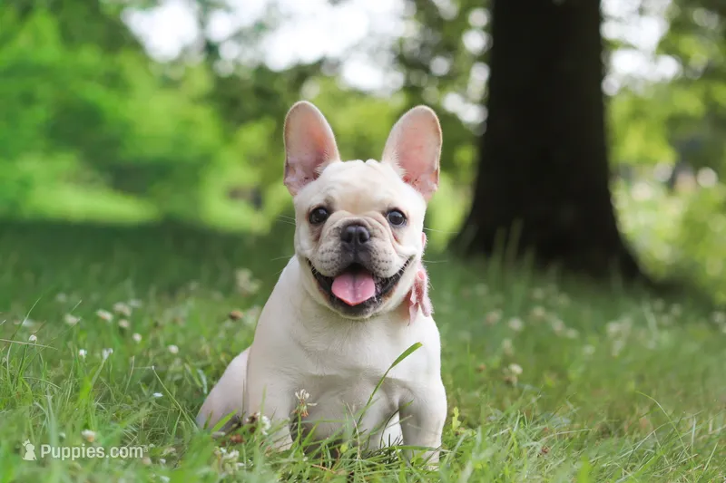 Allie – French Bulldog puppy for sale in Millersburg, OH