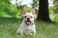 Allie, a female French Bulldog for sale in Millersburg, OH – 1 of 9