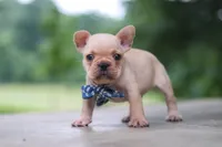 Cody, a male French Bulldog for sale in Millersburg, OH – 2 of 10