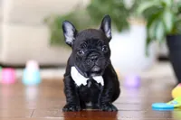 Talia, a female French Bulldog for sale in Millersburg, OH – Photo 2 of 4