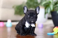 Talia, a female French Bulldog for sale in Millersburg, OH – Photo 1 of 4