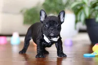 Talia, a female French Bulldog for sale in Millersburg, OH – Photo 4 of 4