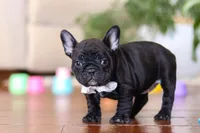 Talia, a female French Bulldog for sale in Millersburg, OH – Photo 3 of 4