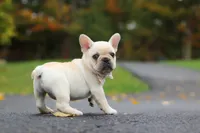 Aspen, a female French Bulldog for sale in Millersburg, OH – 2 of 8