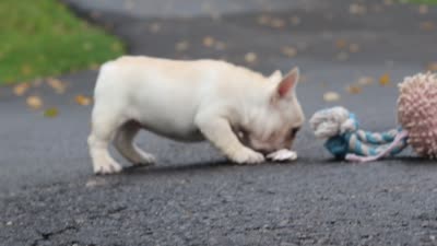 Aspen, a female French Bulldog for sale in Millersburg, OH – 8 of 8