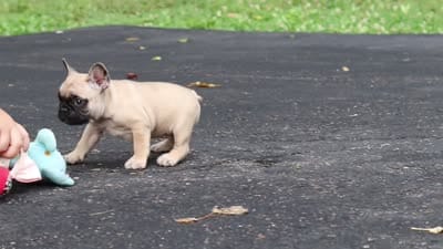 Callie, a female French Bulldog for sale in Millersburg, OH – 10 of 10
