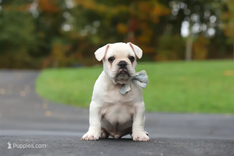 Sampson – French Bulldog puppy for sale in Millersburg, OH