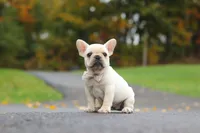 Aspen, a female French Bulldog for sale in Millersburg, OH – 7 of 8
