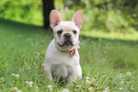 Allie, a female French Bulldog for sale in Millersburg, OH – 8 of 9