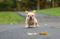 Allie, a female French Bulldog for sale in Millersburg, OH – 3 of 8