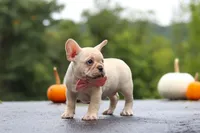 Shiloh, a female French Bulldog for sale in Millersburg, OH – 5 of 10