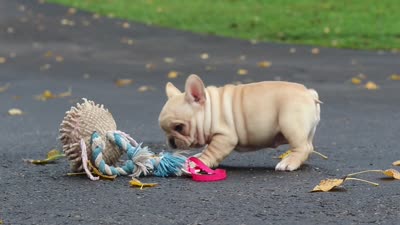 Allie, a female French Bulldog for sale in Millersburg, OH – 8 of 8