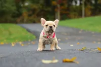 Allie, a female French Bulldog for sale in Millersburg, OH – 7 of 8