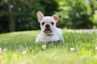 Allie, a female French Bulldog for sale in Millersburg, OH – 3 of 10