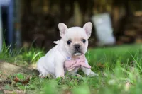 Delilah, a female French Bulldog for sale in Millersburg, OH – 4 of 7