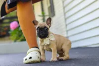 Callie, a female French Bulldog for sale in Millersburg, OH – 2 of 10