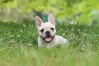 Allie, a female French Bulldog for sale in Millersburg, OH – 5 of 9