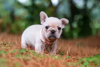 Sophie, a female French Bulldog for sale in Millersburg, OH – 8 of 10