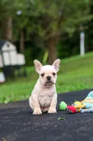 Koby, a male French Bulldog for sale in Millersburg, OH – 9 of 10