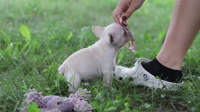 Sophie, a female French Bulldog for sale in Millersburg, OH – 10 of 10