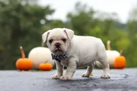 Sampson, a male French Bulldog for sale in Millersburg, OH – 4 of 9