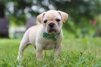 Watson, a male French Bulldog for sale in Millersburg, OH – Photo 6 of 10