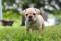 Watson, a male French Bulldog for sale in Millersburg, OH – Photo 9 of 10