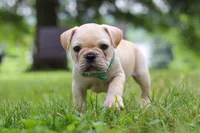 Watson, a male French Bulldog for sale in Millersburg, OH – Photo 4 of 10