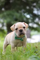 Watson, a male French Bulldog for sale in Millersburg, OH – Photo 7 of 10