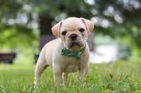 Watson, a male French Bulldog for sale in Millersburg, OH – Photo 1 of 10