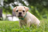 Watson, a male French Bulldog for sale in Millersburg, OH – Photo 3 of 10