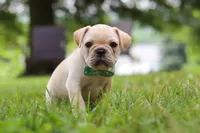 Watson, a male French Bulldog for sale in Millersburg, OH – Photo 2 of 10